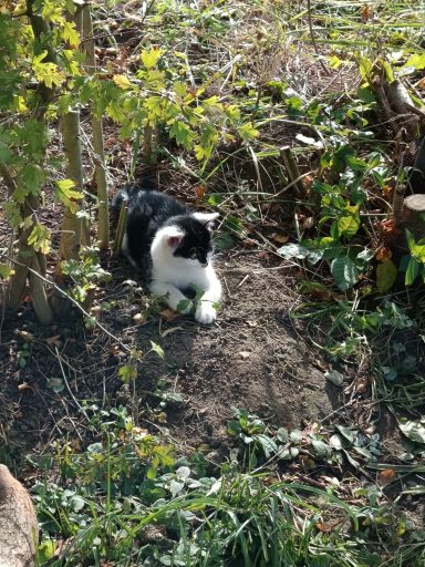 gefundene Katze